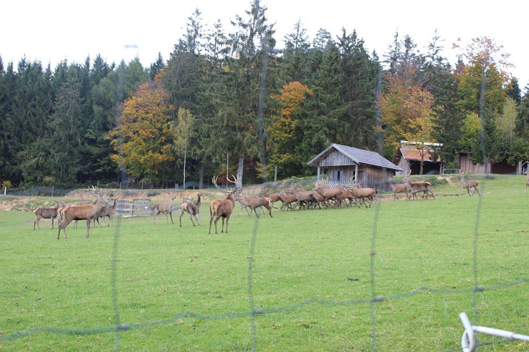 Gasthaus Zur Waldesruh Waffenbrunn Dış mekan fotoğraf